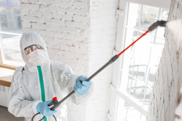 Best Mold Damage Restoration  in Farngton Hills, MI