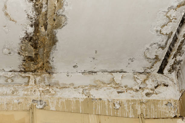 Best Flood Damage  in Farngton Hills, MI